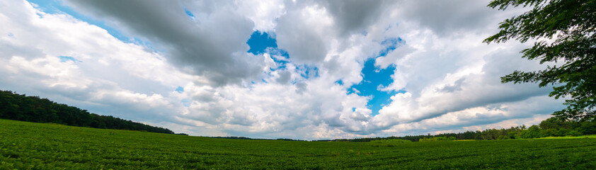 Endless field with soybeans. Eco friendly agriculture modern ideas. Harvesting. Soya bean sprout growing on an industrial scale. Summer landscape, Wallpaper with the blue sky.