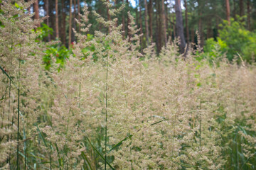 Blurred dry spikelets of the high grass are growing in the autumn field. Herbs of wheat in the nature. Beautiful plants background with grey sky. Soft focus.