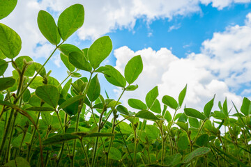 Endless field with soybeans. Eco friendly agriculture modern ideas. Harvesting. Soya bean sprout growing on an industrial scale. Summer landscape, Wallpaper with the blue sky.