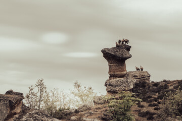 Buitres sobre roca