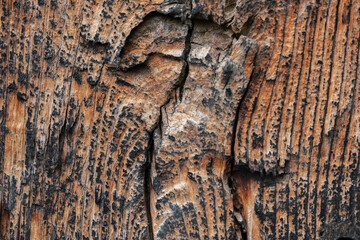Textura