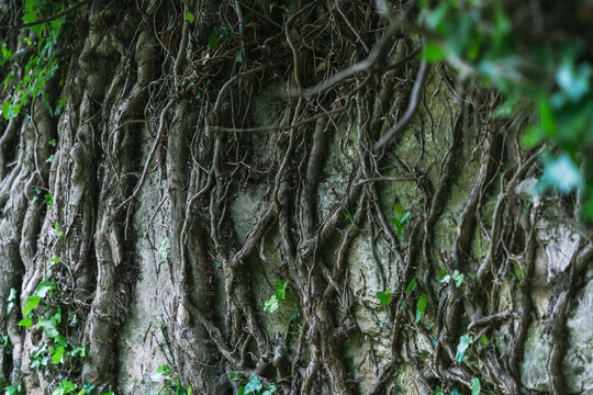 Raices