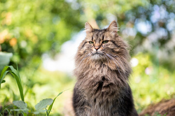 Beautiful fluffy cat against green blurred background. Cat looking seriously to the camera. Cat...