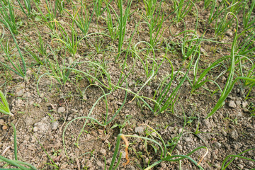 Row upon row of onions in the field. Lots of onions are cultivated in Bangladesh and India.