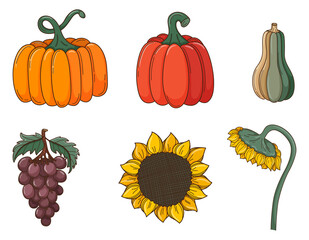 A set of colored doodles. Different pumpkins, sunflowers, grapes, crops. Autumn decorative elements with outline and fill. Color vector illustration isolated on a white background.