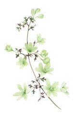 A branch with the light green flowers hand drawn in watercolor isolated on a white background. Watercolor illustration. Floral watercolor element. 

