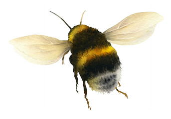 Flying bumblebee hand painted in watercolor isolated on a white background. Watercolor illustration. Humble-bee
