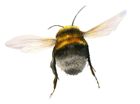 Flying bumblebee hand painted in watercolor isolated on a white background. Watercolor illustration. Humble-bee

