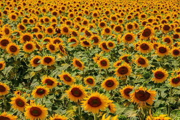 Fototapeta premium champ de tournesols 