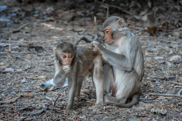 Naklejka premium animal