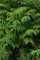 leaves in the jungle