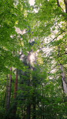 Fototapeta premium Sun through the green foliage of trees