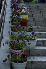 Fototapeta na wymiar flowers on the stairs