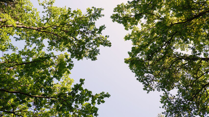 Obraz premium Treetops against the blue sky