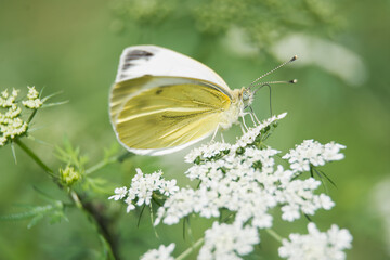 white butterfly sits on a flower and drinks nectar