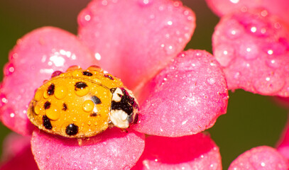 Orange ladybug with black spots on dewy pink flowers, macro photography, selective focus.
