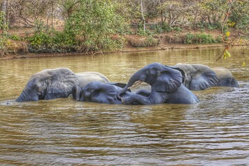 Elephants in the pond