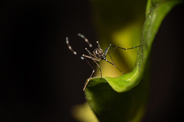 Aedes aegypti mosquito that transmits Dengue in Brazil perched on a leaf, macro photography,...
