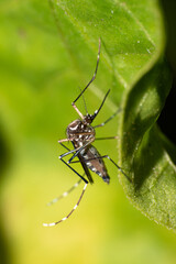 Aedes aegypti mosquito that transmits Dengue in Brazil perched on a leaf, macro photography,...