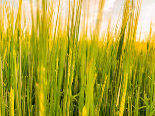 cereal field in mid-summer barley begins to ripen