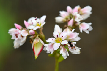 Obraz premium Common buckwheat // Echter Buchweizen (Fagopyrum esculentum)