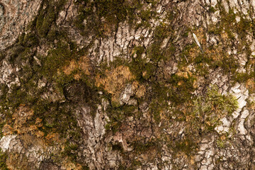 Embossed texture of the bark of oak. Photo of the oak texture with moss.