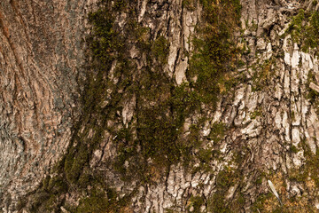 Embossed texture of the bark of oak. Photo of the oak texture with moss.