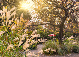 Natural background depicting a sunset backlight lightening maiden silvergrass flowering plant in the Japanese Mukojima-Hyakkaen Gardens of higashi-mukojima.
