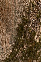 Embossed texture of the bark of oak. Photo of the oak texture with moss.