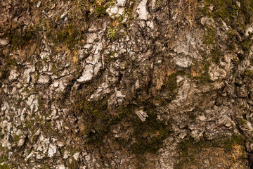Embossed texture of the bark of oak. Photo of the oak texture with moss.