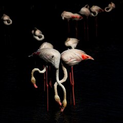 flamingos in the water