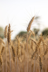 Close up of ripe wheat ears. Rich harvest concept.