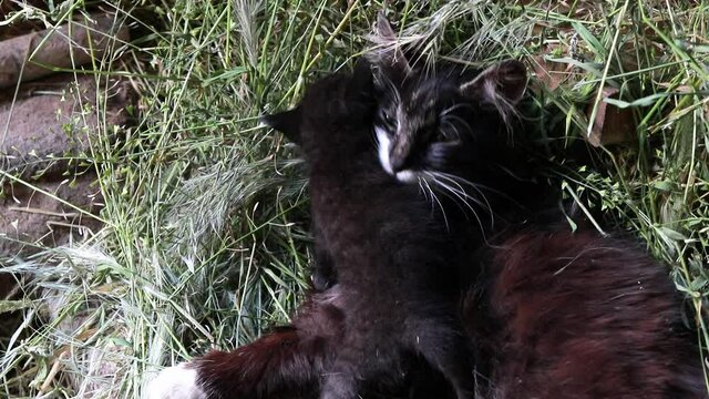 Happy cat mom licks her baby little black kitten. Satisfied cat enjoys motherhood in nature