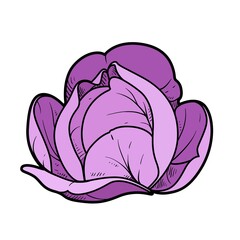 White cabbage color variation for coloring page isolated on white background