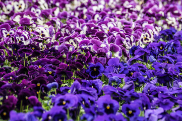 Obraz premium flores.Pensamientos azules y violetas ,Multicilor. Plantas de invernadero. 
