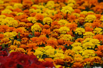 Flores multicolores de primavera cultivadas en invernadero