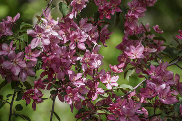 Plamta decorativa florecida en primavera