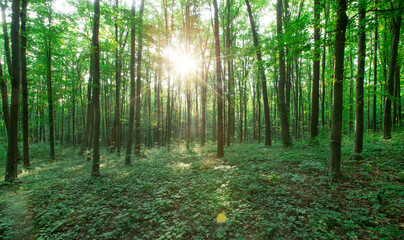 Forest trees. nature green wood sunlight backgrounds