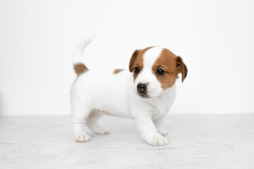 Close-up cute little puppy of Jack Russell terrier dog. Jack russell terrier puppy on a white background. Copyspace for ad, design.