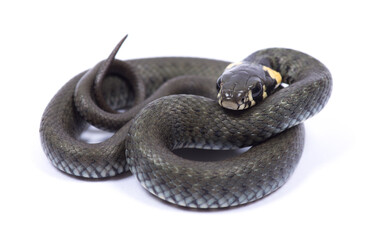 snake isolated on white background