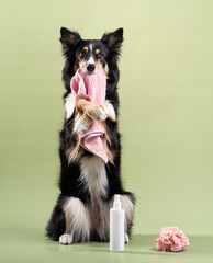 Obraz premium the dog is holding a towel in his teethl. Border collie at wash, grooming