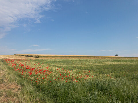 Mohnbl&uuml;ten am Feldrand