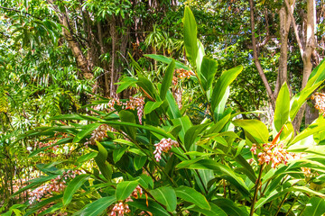 Alpinia zerumbet pertenece a la familia Zingiberaceae