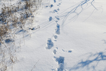 Top view of human footprints at snow