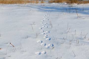 Dog paws prints path at fresh snow