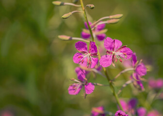 Obraz premium Purple flowers on a green blurred background. Fireweed. Blooming Sally. Copy space. Macro.