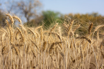 Fototapeta premium Close up of ripe wheat ears. Rich harvest concept.
