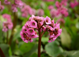 pink flowers of the thick-leaved badan close-up