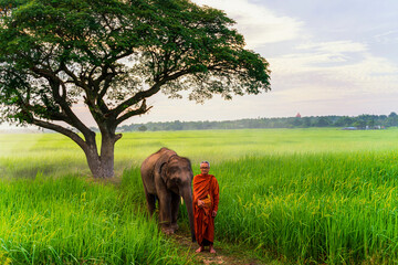 Buddhist monk walking in rice field with elephant. Monk walking alms round with elephants in a...
