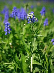 beautiful small blue spring flowers on the background of juicy green grass in the garden
